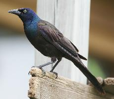 Fotó: Common grackle