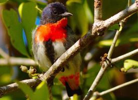 Fotó: Mistletoebird