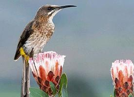 Fotó: Cape sugarbird