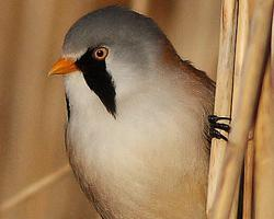 Fotó: Bearded reedling