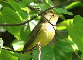 Fotó: Icterine warbler