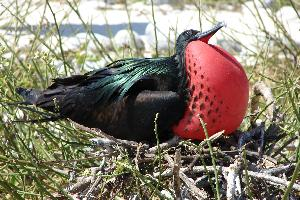 Fotó: Great frigatebird