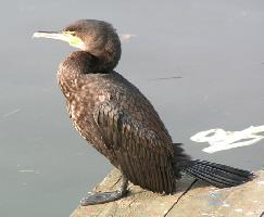 Fotó: Great cormorant