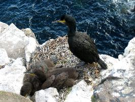 Fotó: European shag