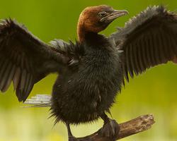 Fotó: Pygmy cormorant