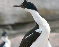 Fotó: Imperial shag