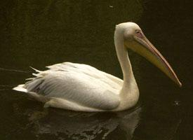 Fotó: Great white pelican