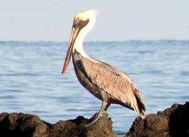 Fotó: Brown pelican