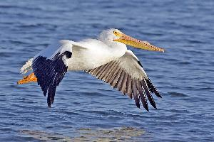 Fotó: American white pelican