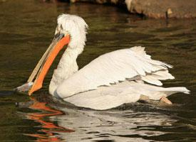 Fotó: Dalmatian pelican