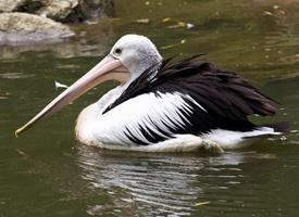 Fotó: Australian pelican