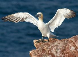 Fotó: Northern gannet