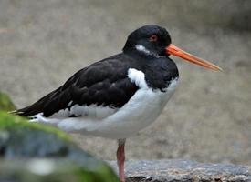 Fotó: Eurasian oystercatcher