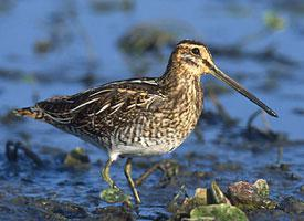 Fotó: Common snipe