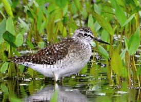 Fotó: Green sandpiper