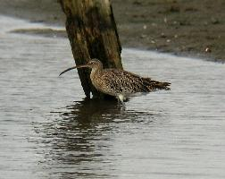 Fotó: Eurasian curlew