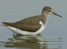 Fotó: Common sandpiper