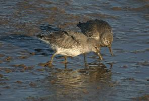 Fotó: Red knot