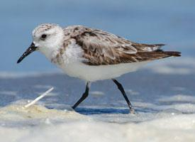 Fotó: Little stint