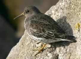 Fotó: Purple sandpiper