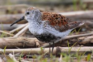 Fotó: Dunlin