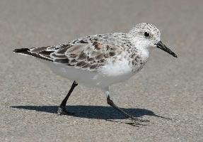 Fotó: Sanderling