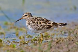 Fotó: Pectoral sandpiper