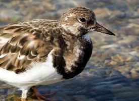 Fotó: Ruddy turnstone