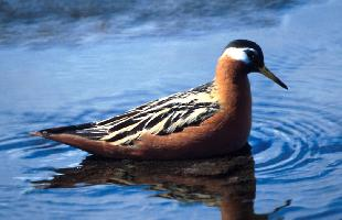 Fotó: Red phalarope