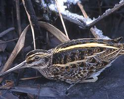 Fotó: Jack snipe