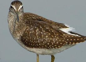 Fotó: Wood sandpiper