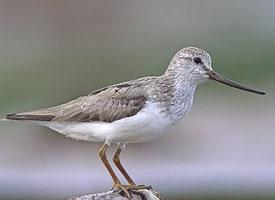 Fotó: Terek sandpiper