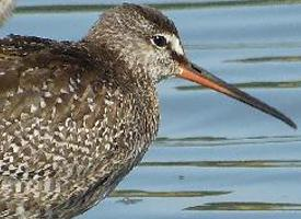 Fotó: Common redshank