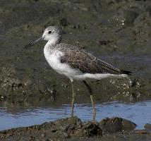 Fotó: Common greenshank