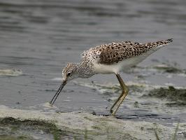 Fotó: Marsh sandpiper