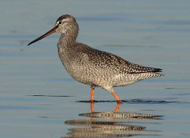 Fotó: Spotted redshank