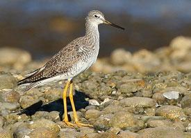 Fotó: Greater yellowlegs