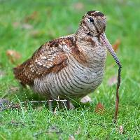 Fotó: Eurasian woodcock