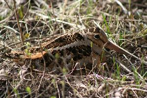 Fotó: American woodcock