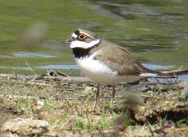 Fotó: Little ringed plover