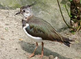 Fotó: Northern lapwing