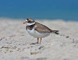 Fotó: Common ringed plover