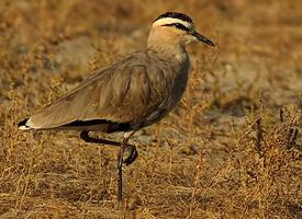 Fotó: Sociable lapwing