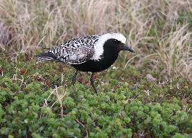 Fotó: Grey plover