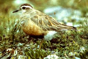 Fotó: Eurasian dotterel