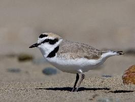 Fotó: Kentish plover