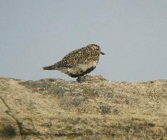 Fotó: European golden plover