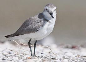 Fotó: Wrybill