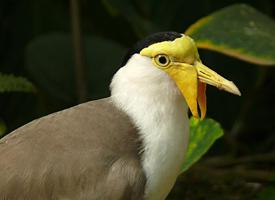 Fotó: Masked lapwing