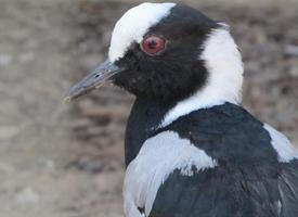 Fotó: Blacksmith lapwing